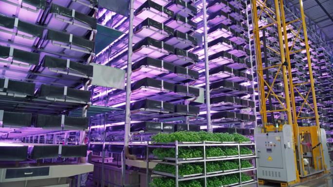 大型垂直农场，在人造LED阳光下种植多行多层环保植物。新鲜蔬菜绿叶生产设备。建立广角航拍镜头