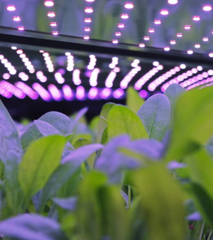 垂直屏:垂直种植架与绿色菠菜生长在水培系统。产生人造阳光的LED灯。能源高效利用的现代农业技术