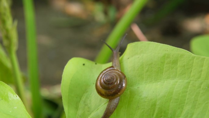 海蜗牛(海蜗牛，海蜗牛，亚洲海蜗牛)。布什蜗牛。叶子上的蜗牛。蜗牛在植物上。