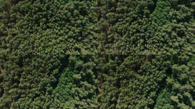 驾驶无人机在绿色森林上空滑翔。