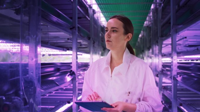 一位女性农业工程师走在垂直农场设施旁边的架子上，旁边是新鲜的天然作物。水培专家使用平板电脑，研究和培