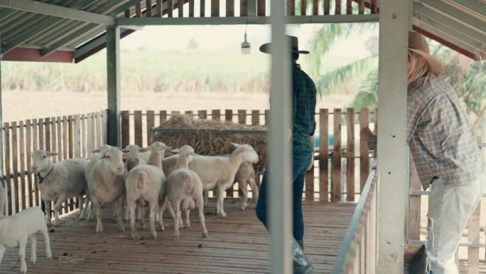 传统遇上农业:农夫在风景如画的乡间照料一群羊。