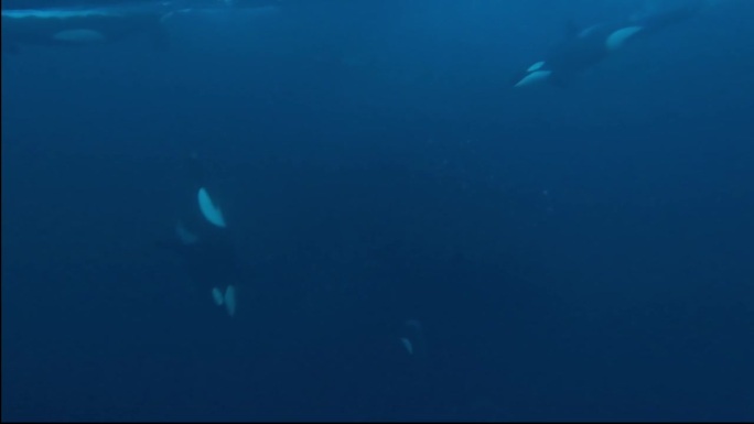 逆戟鲸在一群鲱鱼中捕猎