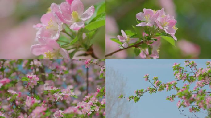 春天樱花盛开