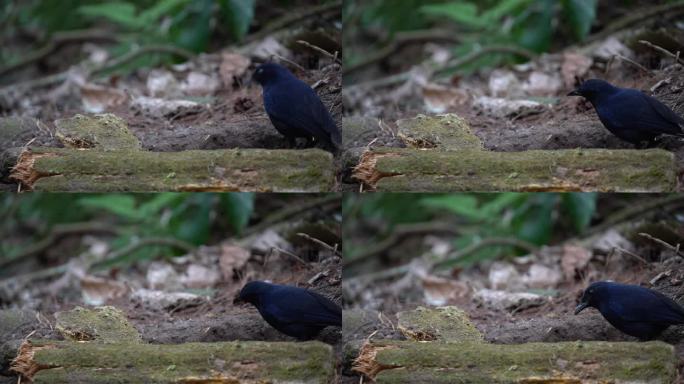 一只爪哇鸣叫的画眉鸟正在干木头后面的一个洞里啄食虫子