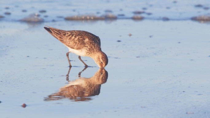 在马德琳港，波浪逼近时，长着正在蜕皮的成年羽毛的沙鲈在沙滩上觅食