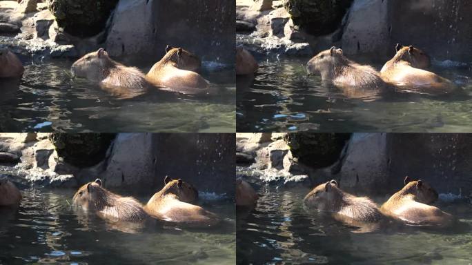 伊豆半岛著名的水豚在泡温泉