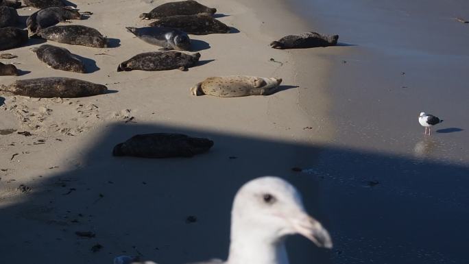 一群沙滩上晒太阳的慵懒海豹 3