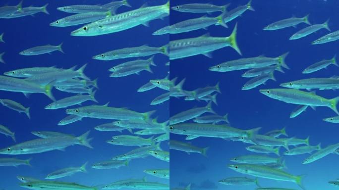 一群梭鱼在深蓝色的水中缓慢游动