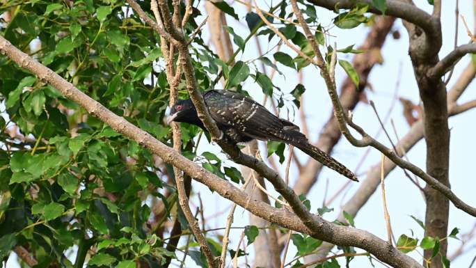 杜鹃鸟树上起飞