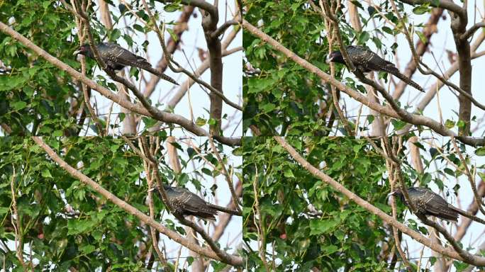 杜鹃鸟树上起飞