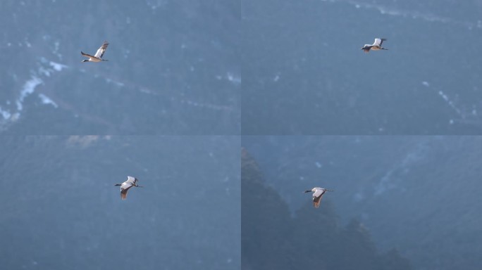 国家一级保护动物黑颈鹤扇动翅膀飞翔