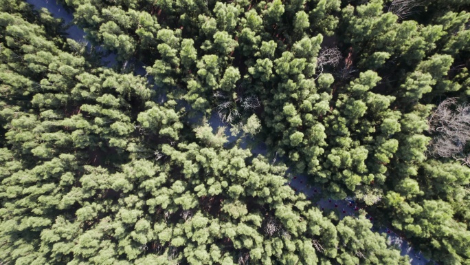 漳州白塘湾森林俯拍4K航拍