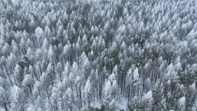 呼伦贝尔惊蛰时节雾凇雪景