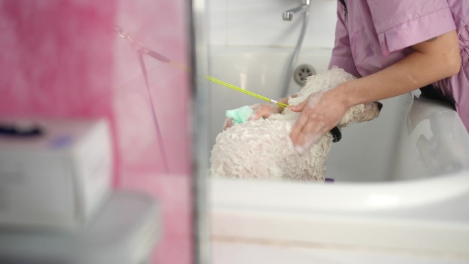 在宠物美容沙龙，一位女性专业美容师正在给一只白色的比雄犬洗头。