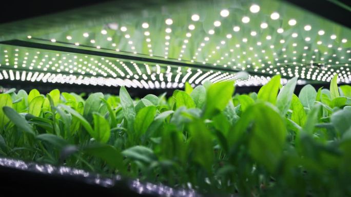 现代垂直农场控制环境下的菠菜批量生产。自动化设施与空气温度，光，水，湿度水平调节最佳生长