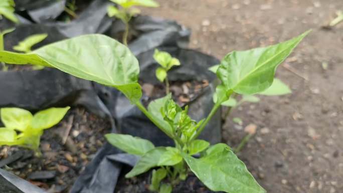 红哈瓦那辣椒栽培-植物护理