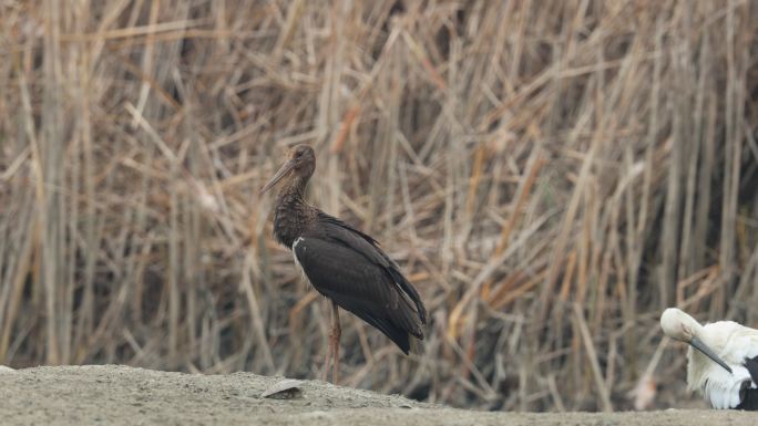 国家一级保护动物黑鹳在湿地芦苇边
