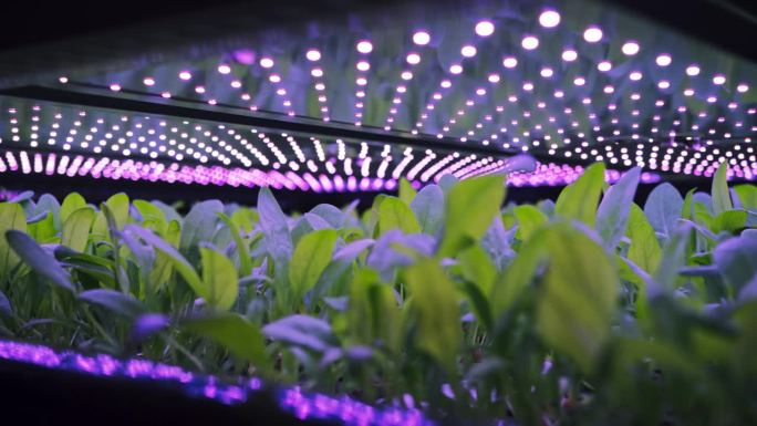 水培系统中绿色菠菜垂直种植架。产生紫外线人造阳光的LED灯。高效利用可再生能源的现代农业技术