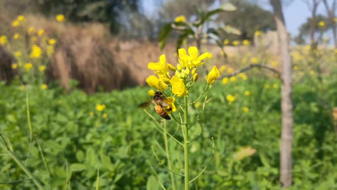 蜜蜂在黄色的油菜花上采集花蜜。蜜蜂在黄色油菜花上收集花粉。春天用油菜花的蜜蜂——油菜花蜜蜂采集花蜜。