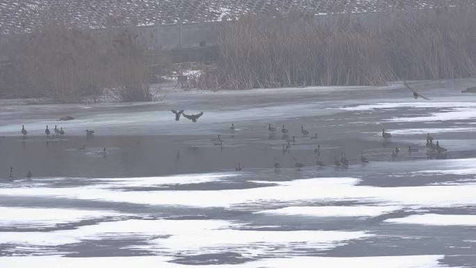 野鸭在冰雪上起飞飞翔降落