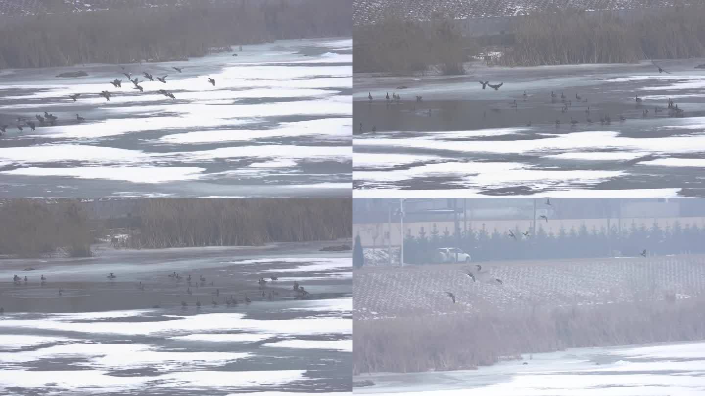 野鸭在冰雪上起飞飞翔降落