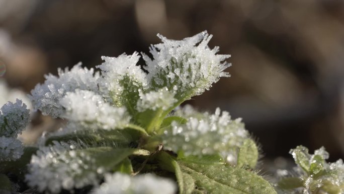 冬天清晨植物结霜的微距镜头