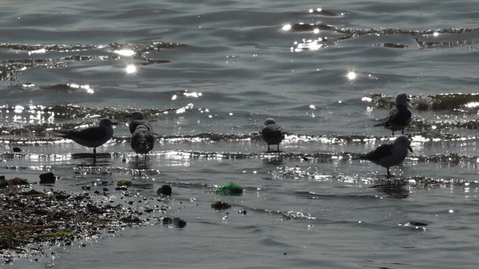 站在礁石上的海鸥海水礁石海浪海鸥大海