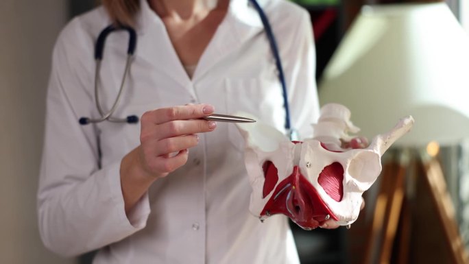 妇科医生展示有肌肉的女性盆腔器官模型
