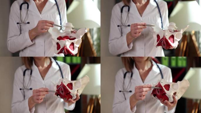 妇科医生展示有肌肉的女性盆腔器官模型
