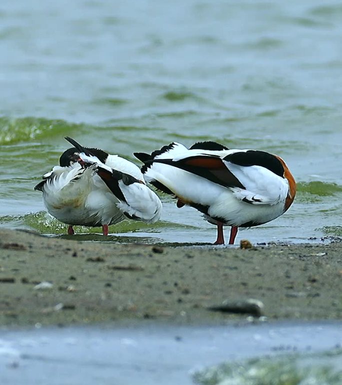 翘鼻麻鸭迁徙南方越冬在海岸河流停息觅食