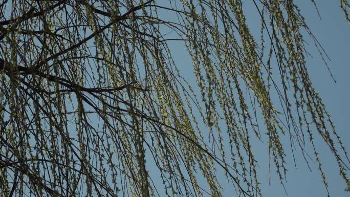 垂柳绿柳柳叶自然生态春天的柳树