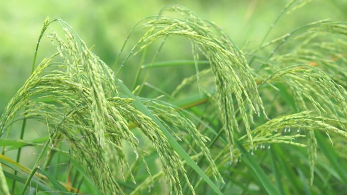 田野里的稻穗特写草丛草地青苗