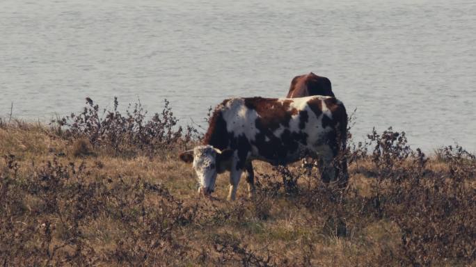 奶牛在江边吃草一组04