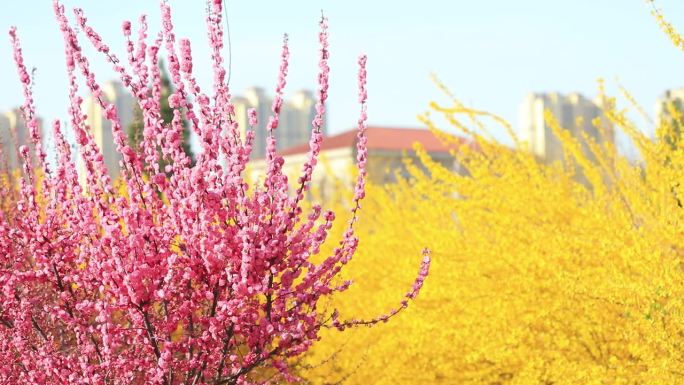连翘花和榆树在公园里开花，河北省滦南县，中国