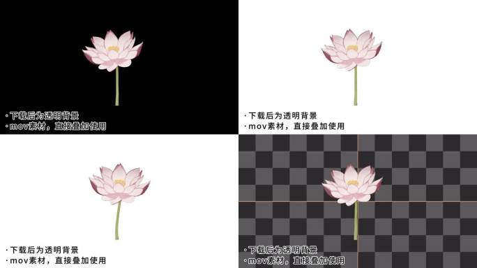 莲花荷花动画素材-透明通道