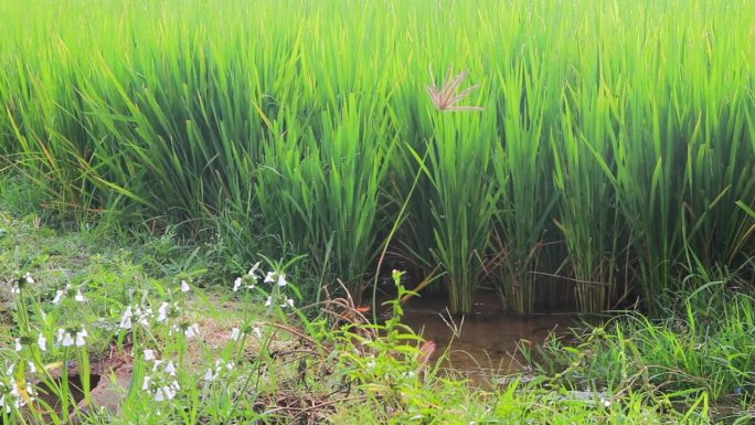 种植园里的水稻特写