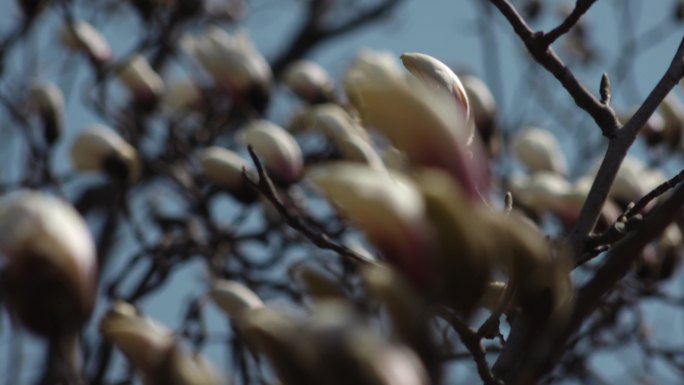 原创视频素材 玉兰树 玉兰花开