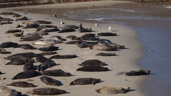 一群沙滩上晒太阳的慵懒海豹 2