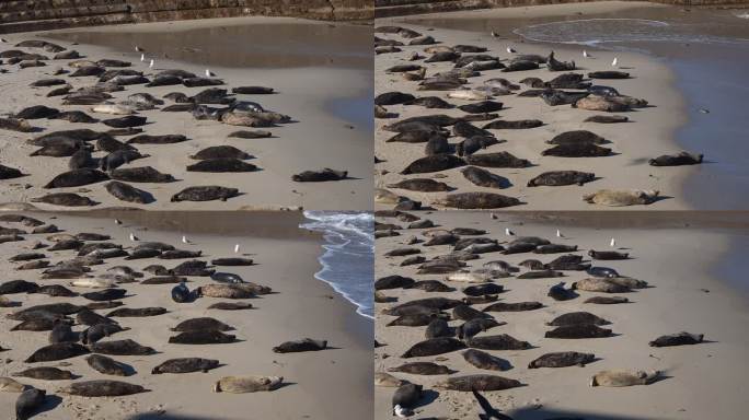 一群沙滩上晒太阳的慵懒海豹 2