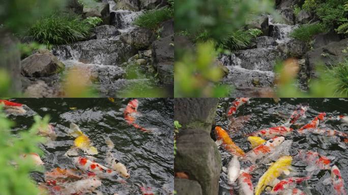 东京浅草寺流水鱼池