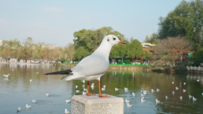 【正版素材】翠湖红嘴鸥海鸥昆明9748