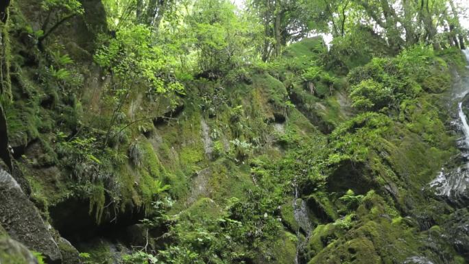 山涧溪流山泉水青山绿水