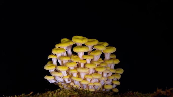 4k蘑菇生长延时 榆黄菇 黄松菌生长延时