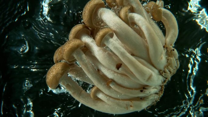 亚洲棕色山毛榉蘑菇掉落的超级慢动作镜头
