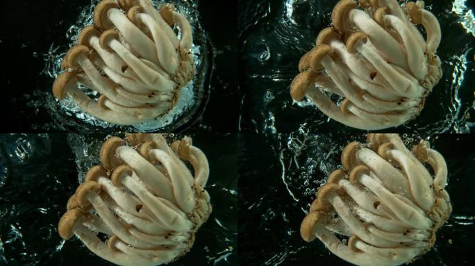 亚洲棕色山毛榉蘑菇掉落的超级慢动作镜头