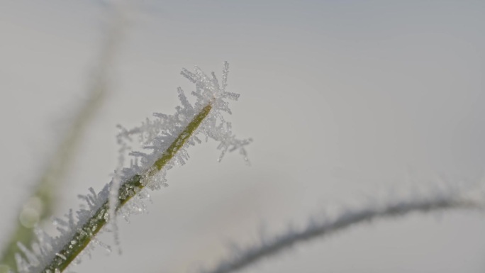 冬天清晨植物结霜的微距镜头