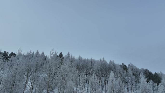 呼伦贝尔惊蛰时节雾凇雪景