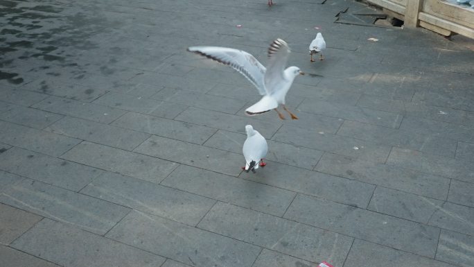 【正版素材】翠湖红嘴鸥海鸥昆明9722