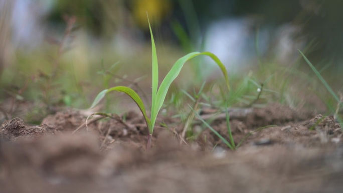 玉米厂特写种田种植种地